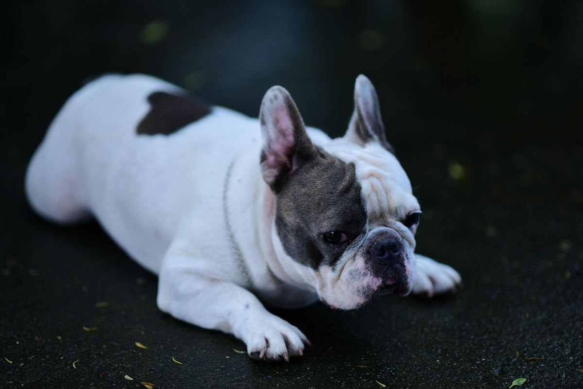 O Que Fazer Quando o Cachorro Não Quer Comer: Guia Completo para Diagnóstico e Solução
